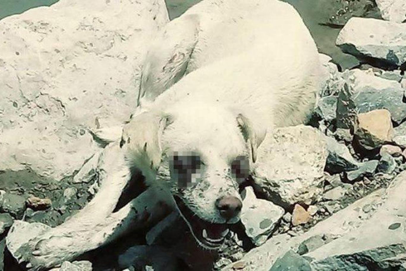 Hakkâri Valiliğinden gözleri oyulan köpek ile ilgili açıklama Hakkâri Valiliğinden gözleri oyulan köpek ile ilgili açıklama